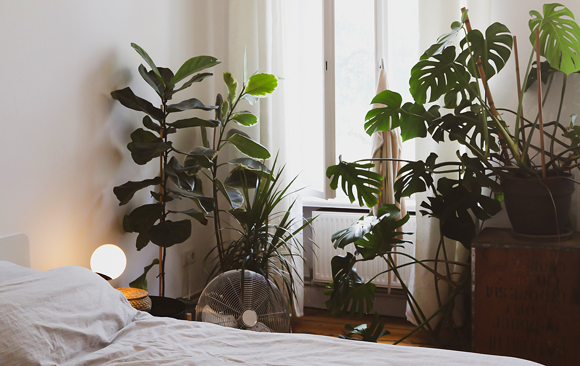 Растения в спальню